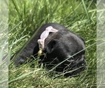 Puppy Basil Hayden French Bulldog