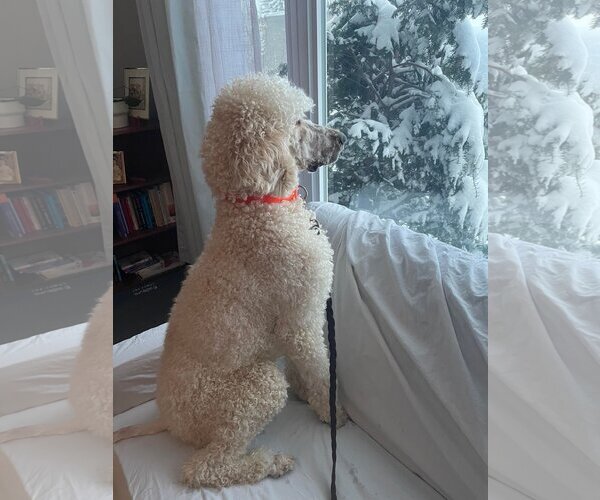 Medium Photo #3 Poodle (Standard) Puppy For Sale in Bowmanville, Ontario, Canada