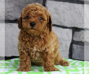 Poodle (Miniature) Puppy for sale in FREDERICKSBG, OH, USA