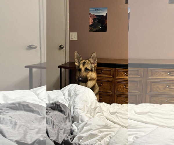 Medium Photo #2 German Shepherd Dog Puppy For Sale in Plantation, FL, USA