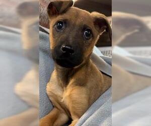 German Pinscher-Unknown Mix Dogs for adoption in Perry, GA, USA