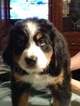 View Ad: Bernese Mountain Dog Litter of Puppies for Sale near West Virginia, AUGUSTA, USA. ADN-32832