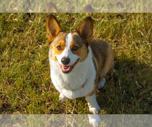 Mother of the Pembroke Welsh Corgi puppies born on 12/14/2022