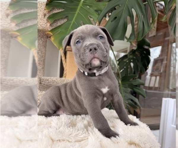 Medium Photo #14 American Pit Bull Terrier Puppy For Sale in ORANGE, NJ, USA