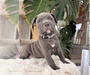 Medium American Pit Bull Terrier