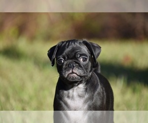 Pug Puppy for sale in PALM COAST, FL, USA