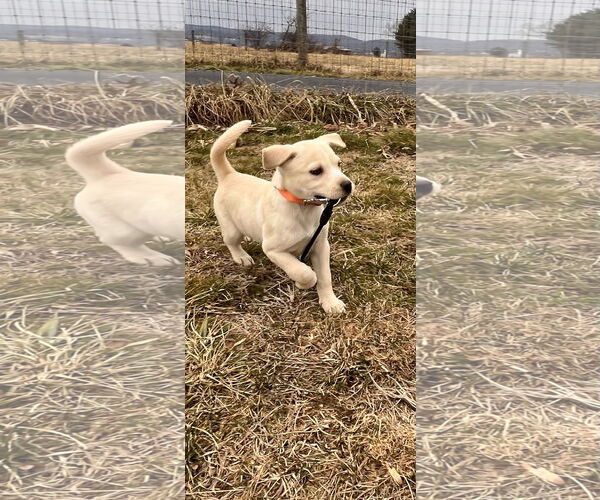 Medium Photo #5 Golden Retriever-Unknown Mix Puppy For Sale in Pottstown, PA, USA