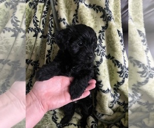 Poodle (Toy)-Yorkshire Terrier Mix Puppy for sale in NEW BRAUNFELS, TX, USA