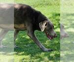 Small Chesapeake Bay Retriever-Weimaraner Mix
