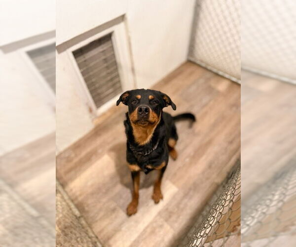 Medium Photo #4 Rottweiler-Unknown Mix Puppy For Sale in MIDWAY, UT, USA