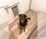 Small #3 Rottweiler Mix
