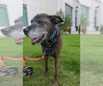 Small #8 Plott Hound Mix