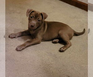 Medium Labrador Retriever