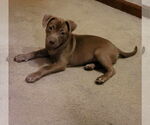 Small Labrador Retriever