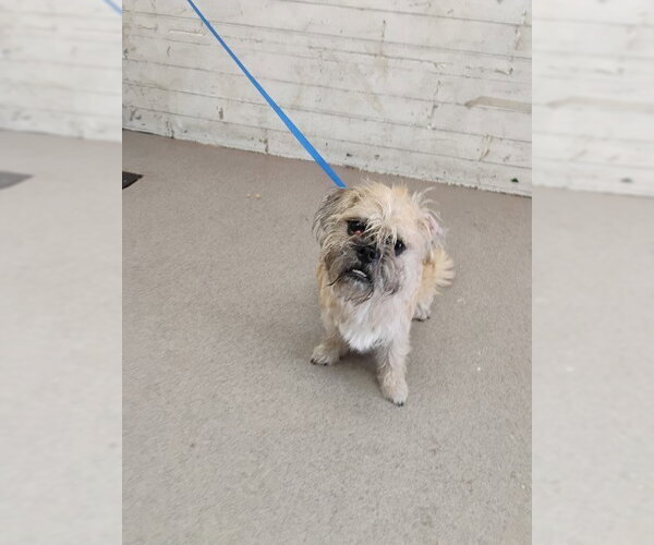 Medium Photo #1 Border Terrier Puppy For Sale in San Bernardino, CA, USA