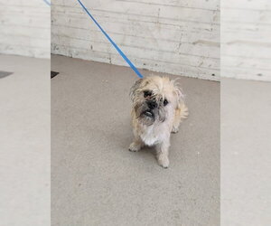 Border Terrier Dogs for adoption in San Bernardino, CA, USA