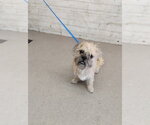 Small Border Terrier