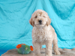 Golden Retriever Puppy for sale in CUYAHOGA FALLS, OH, USA