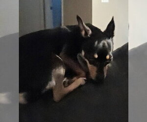 Dazee May - Female Miniature Pinscher-Unknown Mix Dog for Adoption - Photo #5