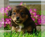Small Photo #2 Bernedoodle (Miniature) Puppy For Sale in NAPPANEE, IN, USA