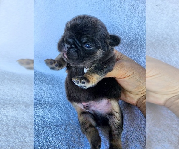 Medium Photo #2 French Bulldog Puppy For Sale in LAS VEGAS, NV, USA