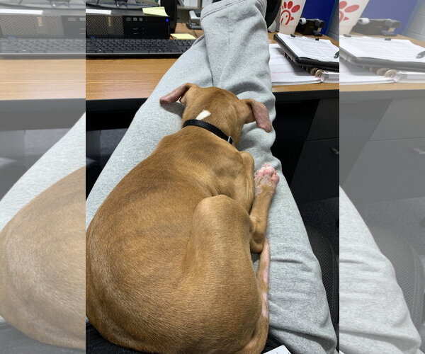 Medium Photo #37 American Pit Bull Terrier-Blue Lacy Mix Puppy For Sale in Rockaway, NJ, USA