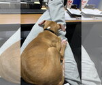 Small Photo #37 American Pit Bull Terrier-Blue Lacy Mix Puppy For Sale in Rockaway, NJ, USA