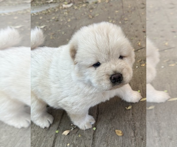 Medium Photo #1 Chow Chow Puppy For Sale in FONTANA, CA, USA