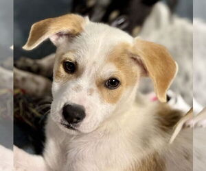 Labrador Retriever-Unknown Mix Dogs for adoption in Jefferson, NJ, USA