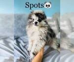 Small Photo #2 Pomeranian Puppy For Sale in COOKEVILLE, TN, USA