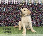 Small Photo #9 Golden Retriever Puppy For Sale in CORONA, CA, USA