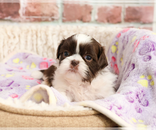 Medium Photo #2 Shih Tzu Puppy For Sale in SYRACUSE, IN, USA