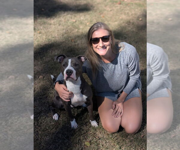 Medium Photo #3 American Pit Bull Terrier-Unknown Mix Puppy For Sale in Raleigh, NC, USA
