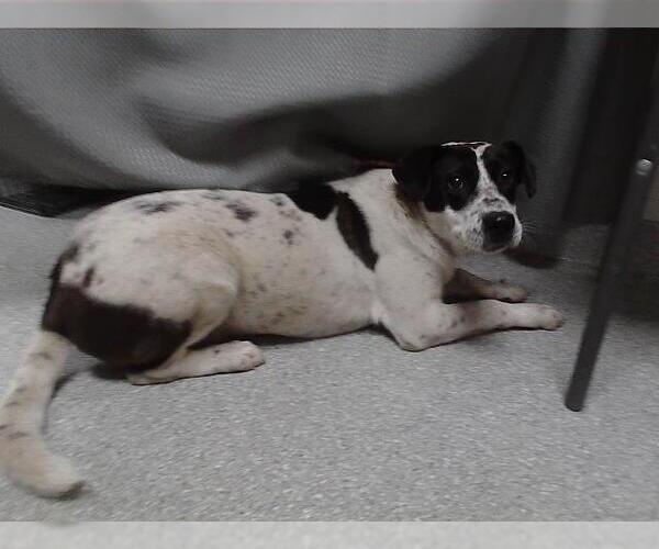 Medium Photo #1 American Pit Bull Terrier-Unknown Mix Puppy For Sale in Pasadena, TX, USA