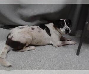 American Pit Bull Terrier-Unknown Mix Dogs for adoption in Pasadena, TX, USA
