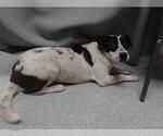 Small American Pit Bull Terrier Mix