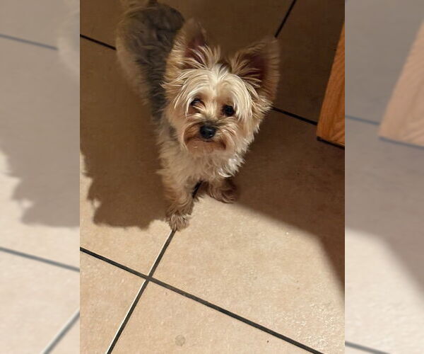 Medium Photo #2 Mutt Puppy For Sale in Chandler, AZ, USA