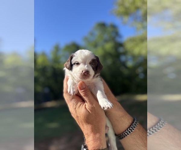 Medium Photo #1 Miniature Australian Shepherd Puppy For Sale in EASTANOLLEE, GA, USA