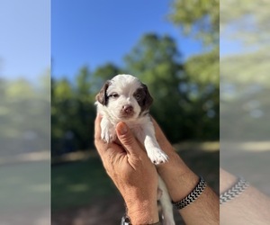 Miniature Australian Shepherd Puppy for sale in EASTANOLLEE, GA, USA