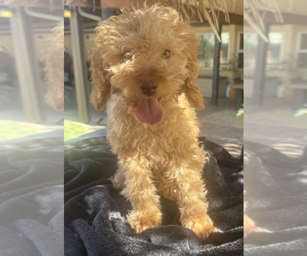Medium Photo #2 Goldendoodle mix (+ Poodle Miniature) Puppy For Sale in MENIFEE, CA, USA