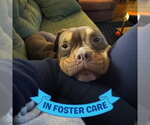 Small #1 American Staffordshire Terrier Mix