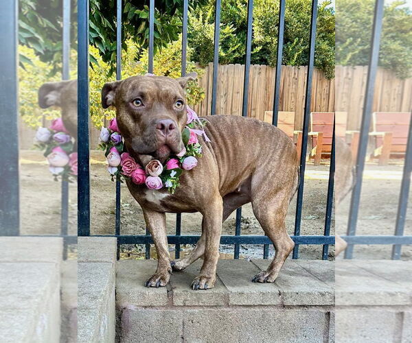 Medium Photo #22 American Pit Bull Terrier-Unknown Mix Puppy For Sale in Redlands, CA, USA