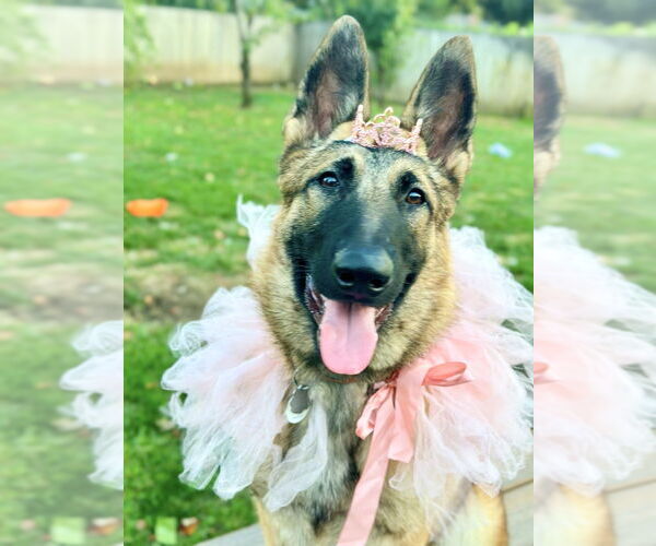 Medium Photo #13 German Shepherd Dog Puppy For Sale in West Sacramento, CA, USA