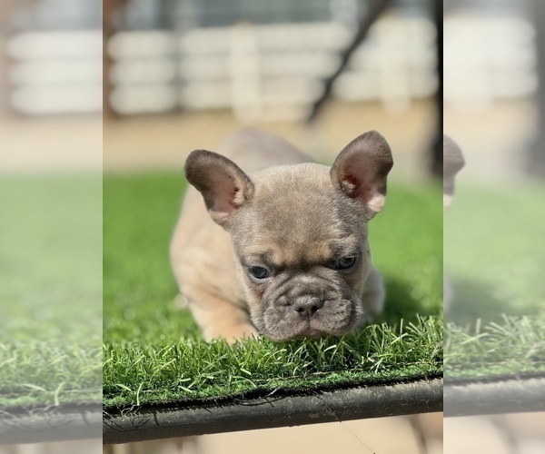Medium Photo #3 French Bulldog Puppy For Sale in CHARLOTTESVILLE, VA, USA