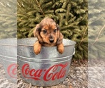 Small #1 Dachshund