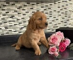 Small #1 Golden Retriever