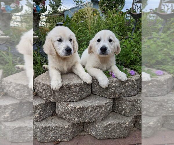 Medium Photo #2 Golden Retriever Puppy For Sale in ELVERTA, CA, USA