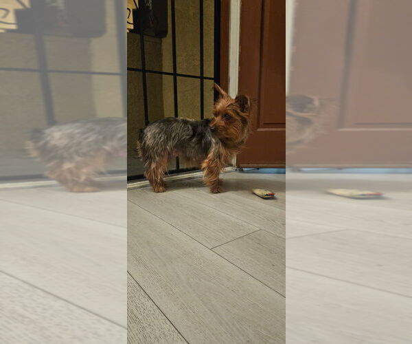 Medium Photo #1 Australian Terrier-Unknown Mix Puppy For Sale in Banning, CA, USA