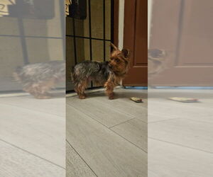 Australian Terrier-Unknown Mix Dogs for adoption in Banning, CA, USA