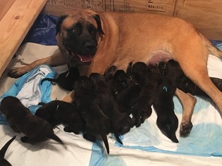 Mother of the Mastiff puppies born on 10/27/2017